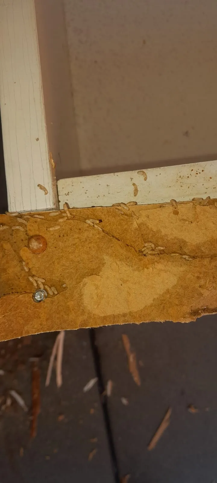 Consecuencias de polillas