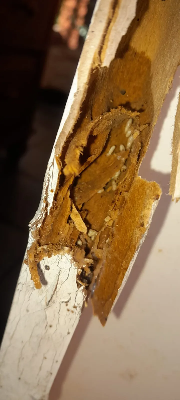 Consecuencias de polillas