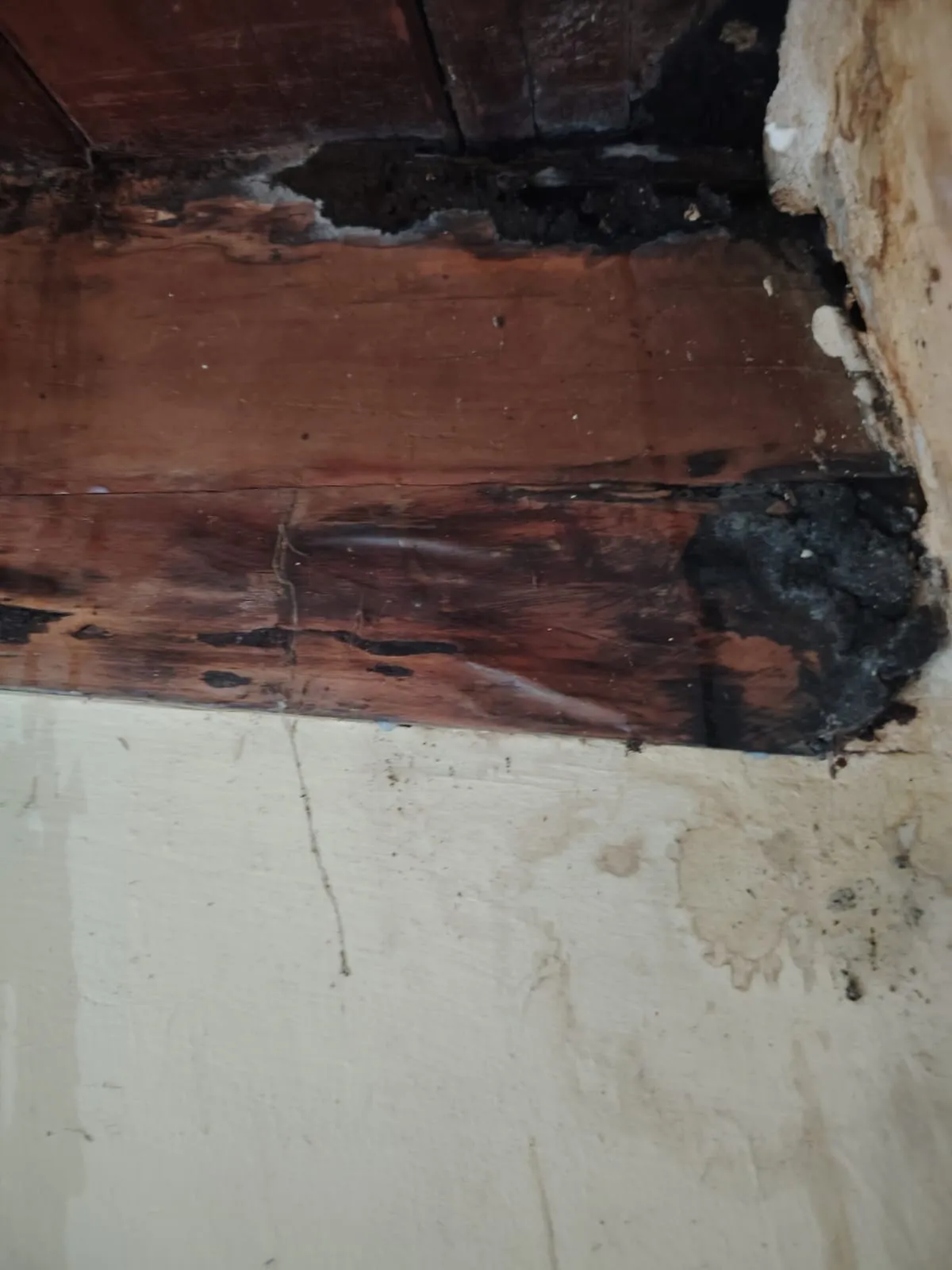 Consecuencias de polillas