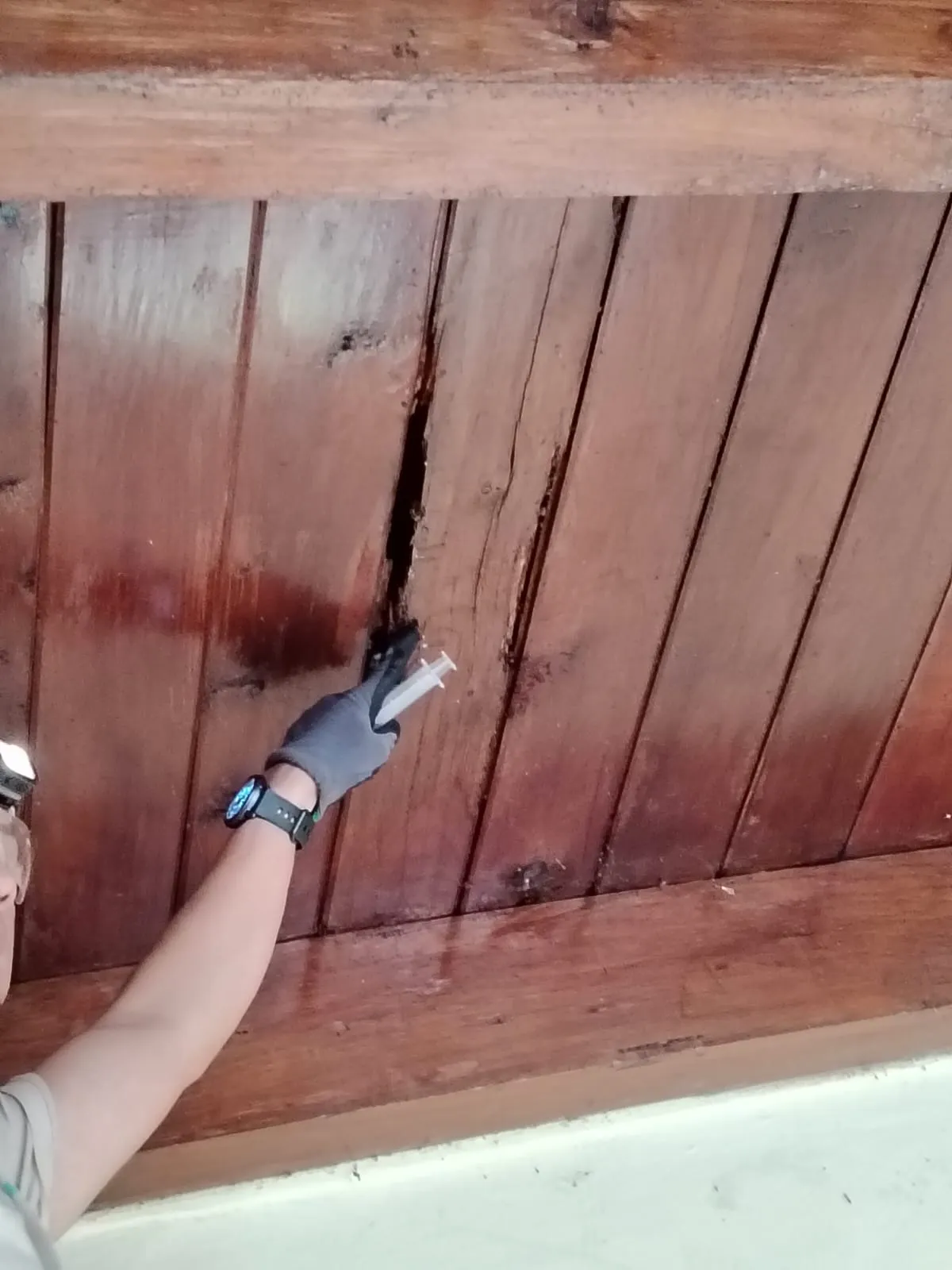 Consecuencias de polillas