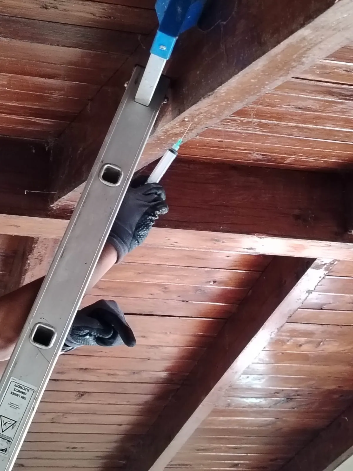 Consecuencias de polillas